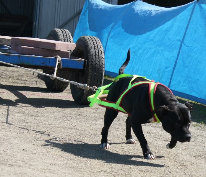 Weight Pull Harnesses